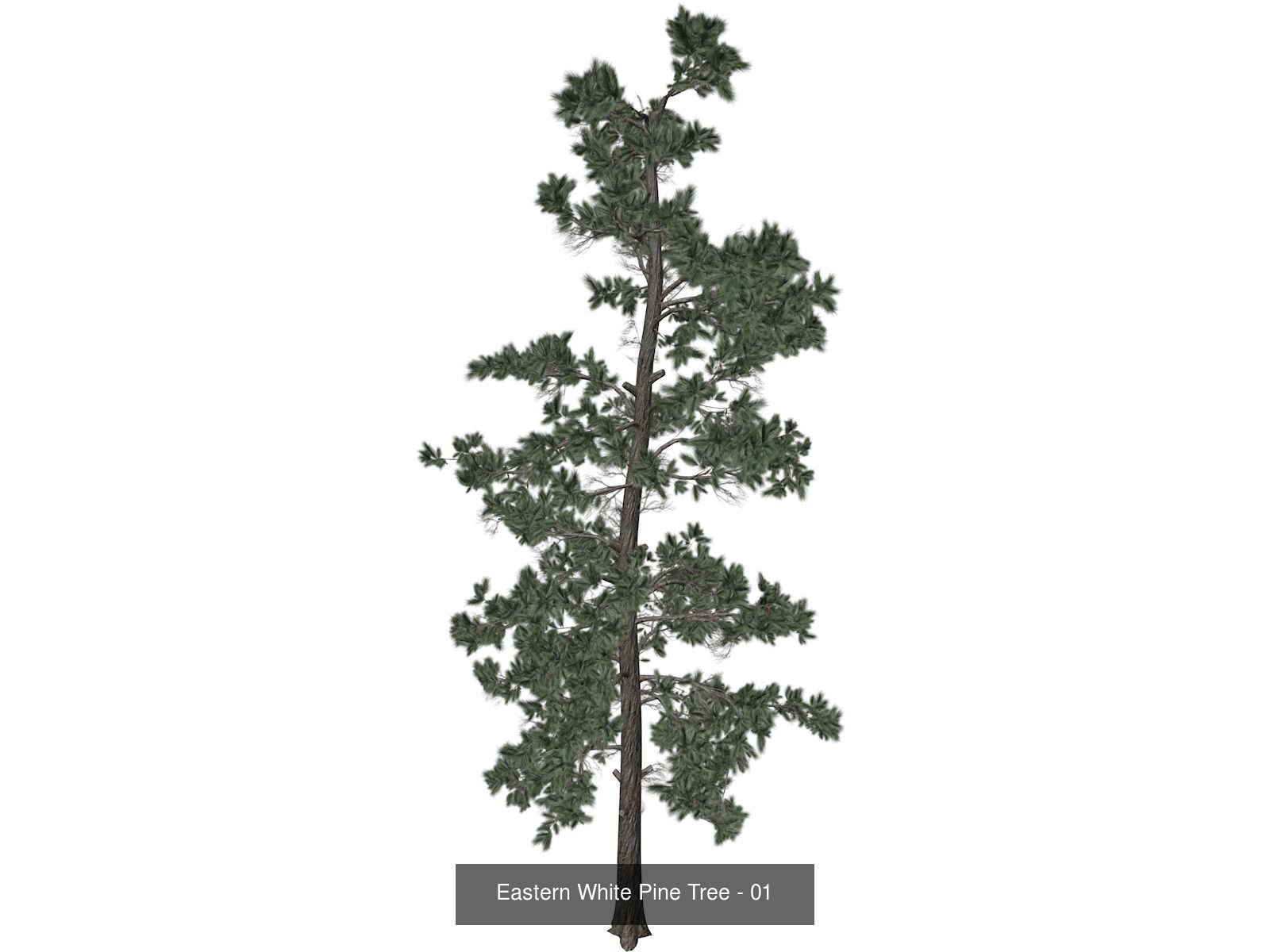 Eastern White Pine Trees 3D Model Collection_2