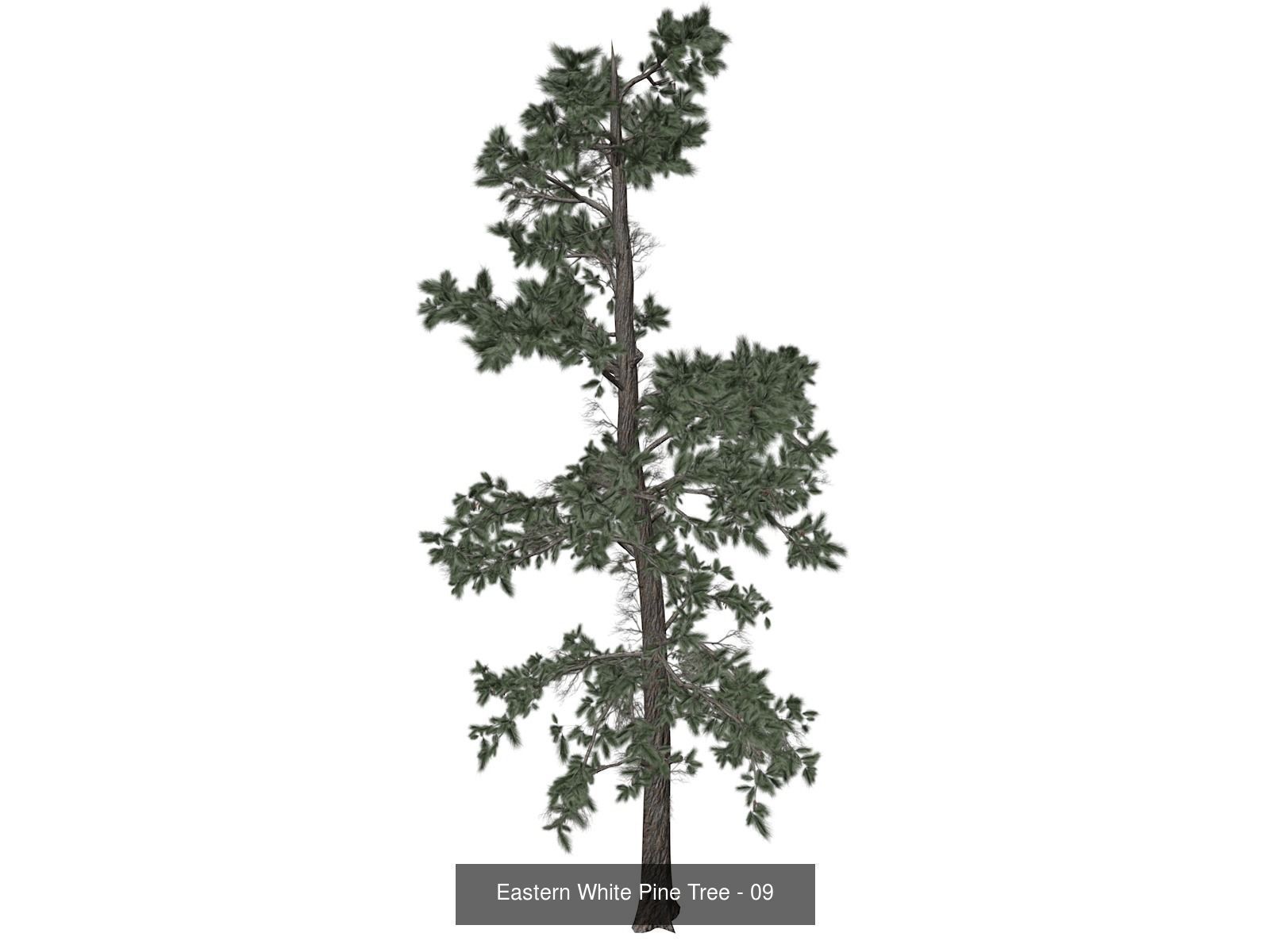 Eastern White Pine Trees 3D Model Collection_10