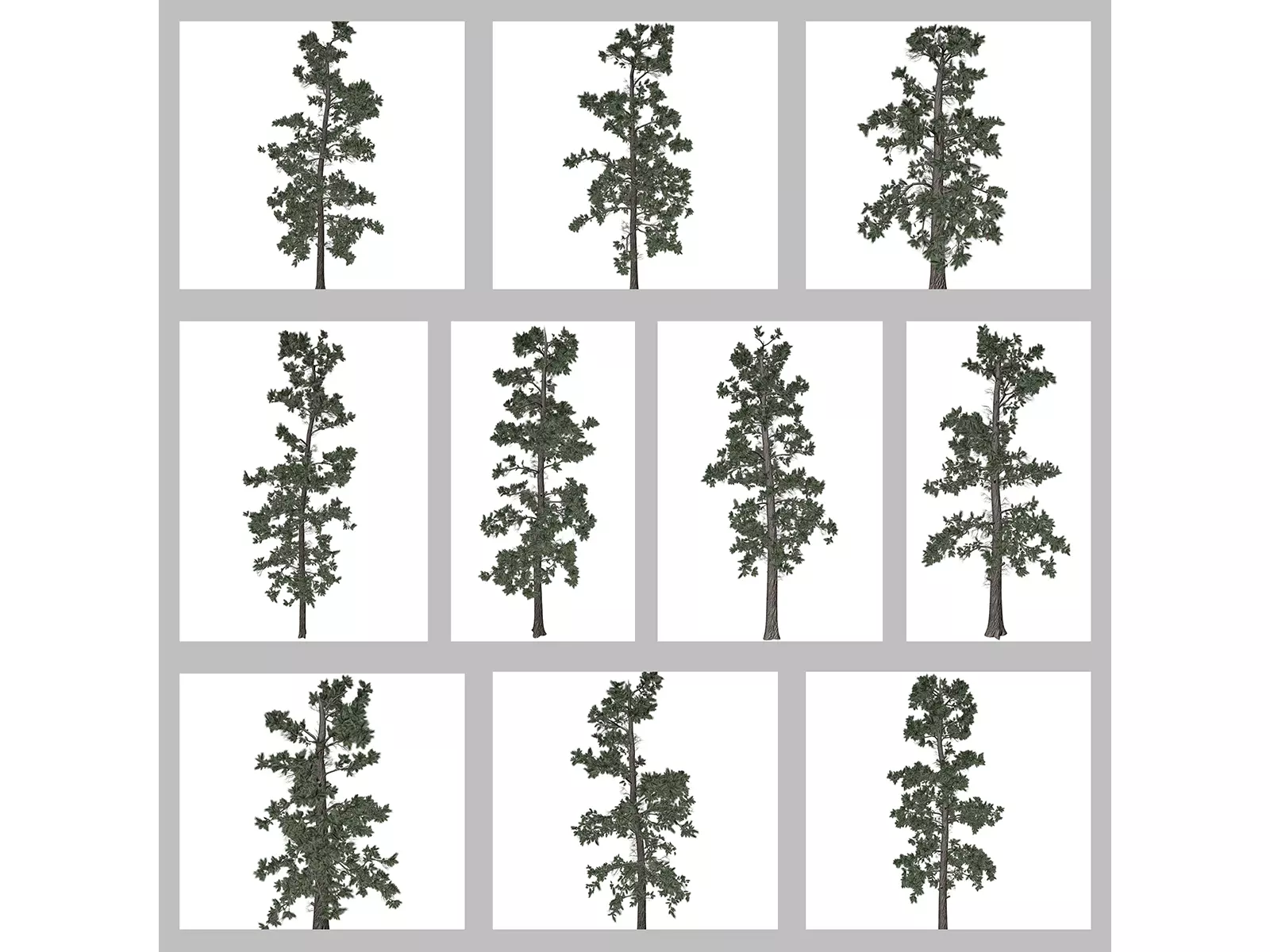 Eastern White Pine Trees 3D Model Collection_0