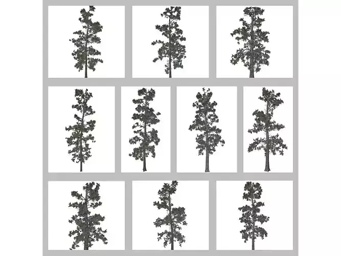 Eastern White Pine Trees 3D Model Collection