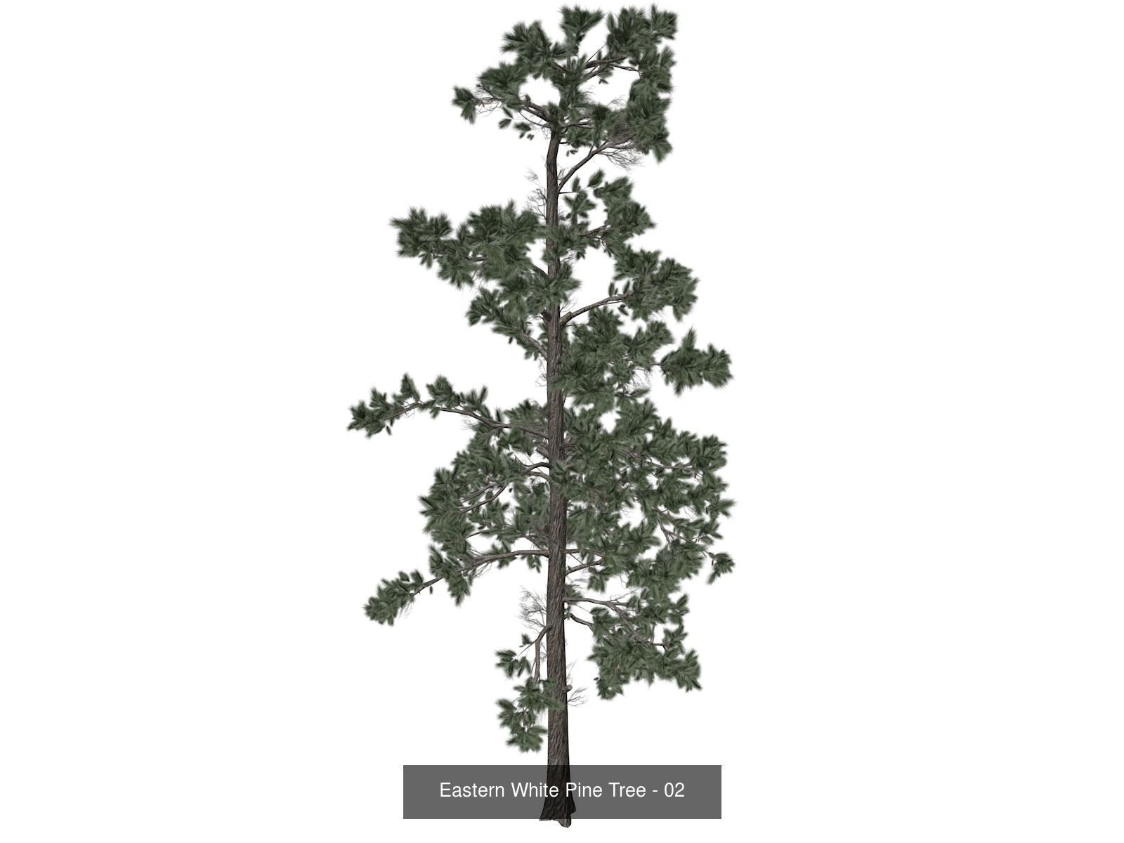 Eastern White Pine Trees 3D Model Collection_3