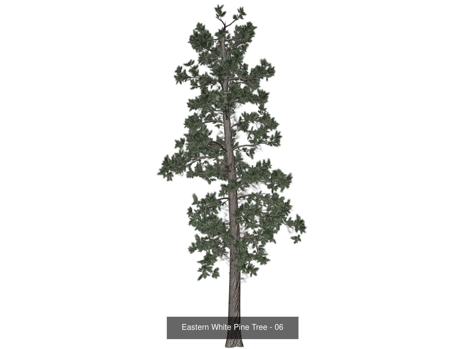 Eastern White Pine Trees 3D Model Collection_7