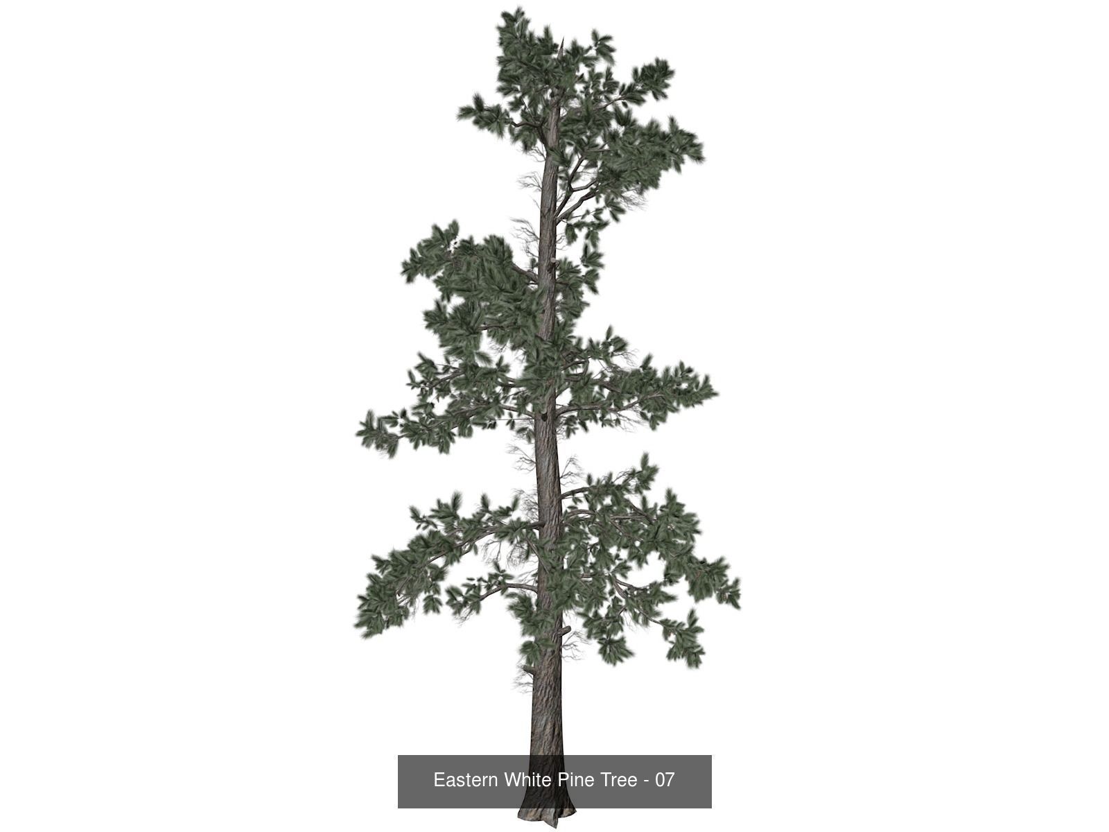 Eastern White Pine Trees 3D Model Collection_8