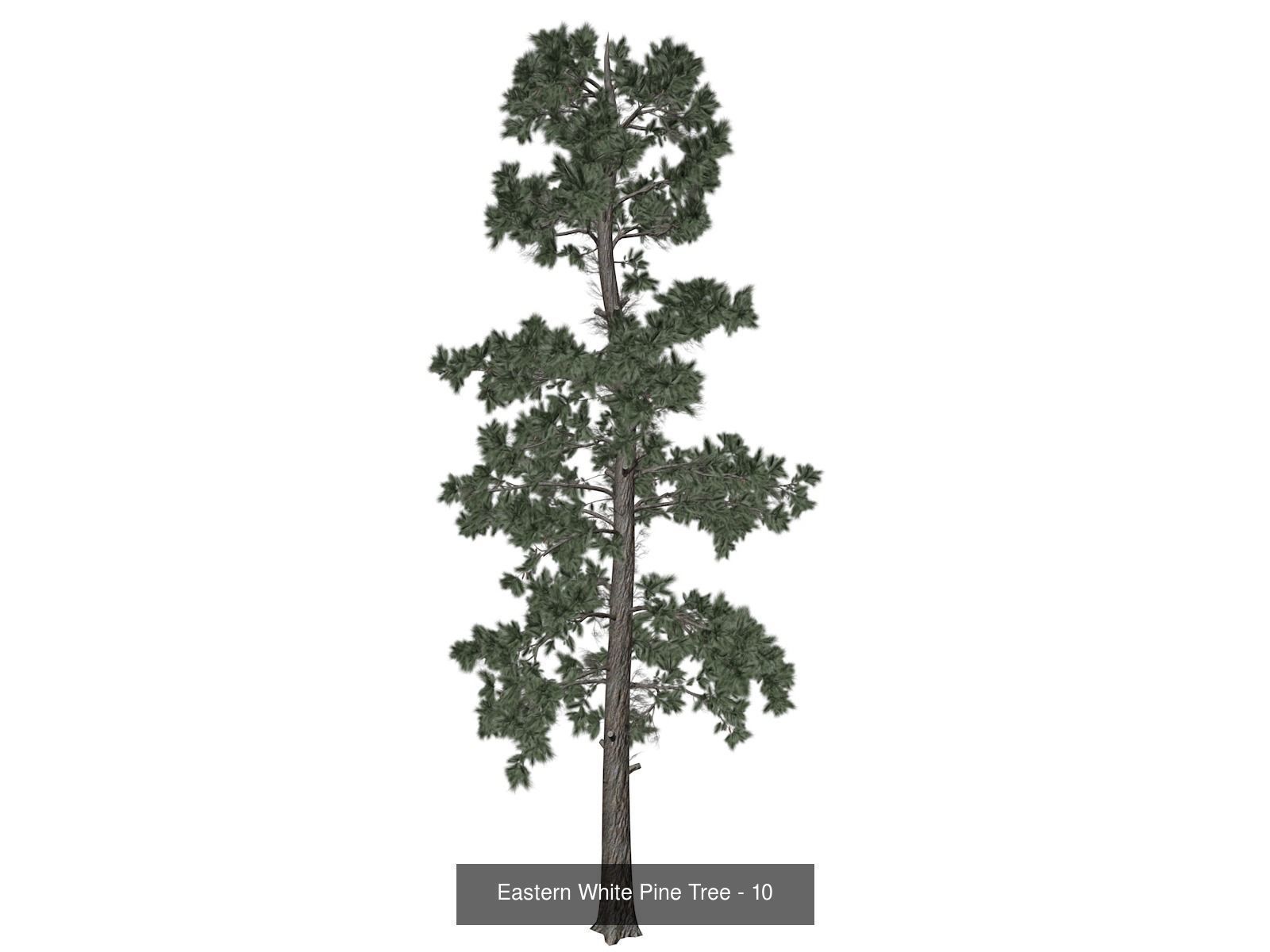 Eastern White Pine Trees 3D Model Collection_11