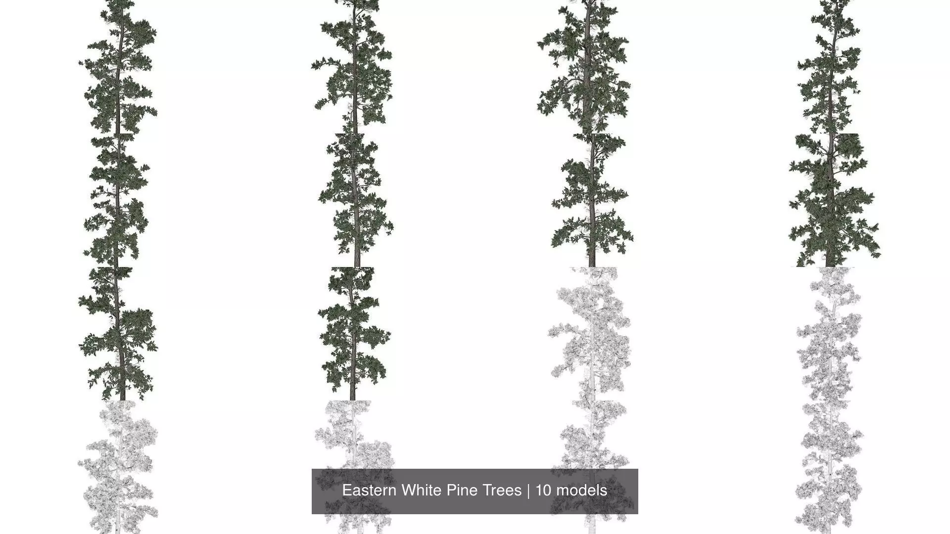 Eastern White Pine Trees 3D Model Collection_1