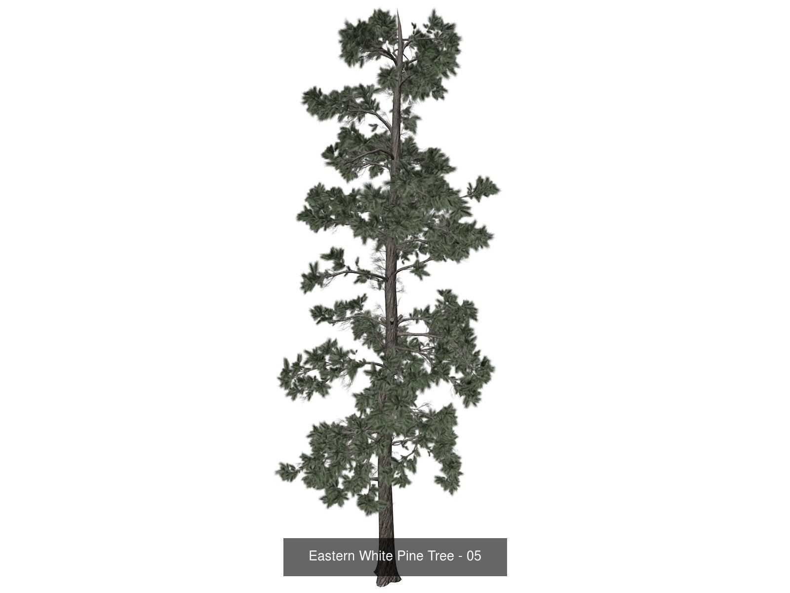 Eastern White Pine Trees 3D Model Collection_6