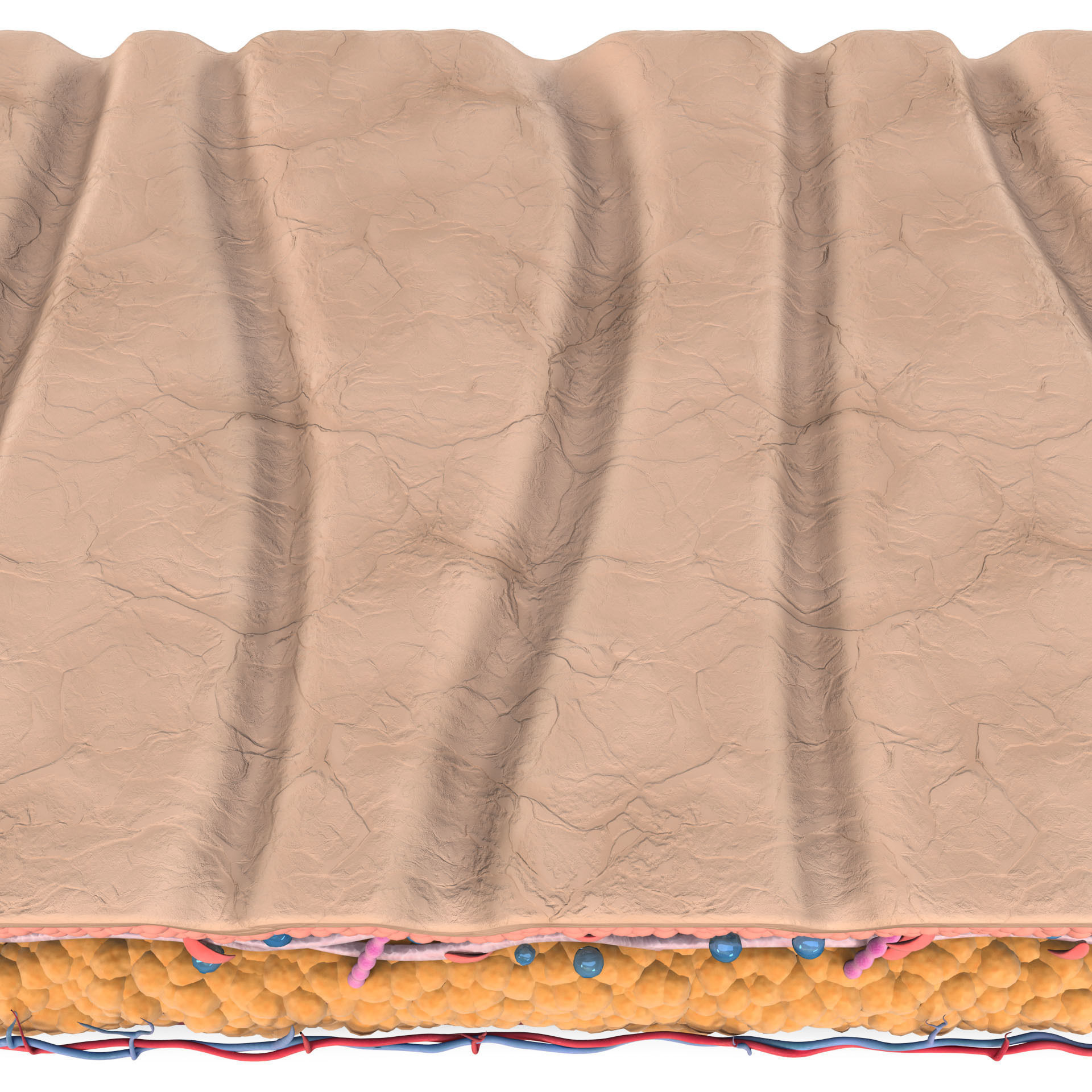 Skin Collagen Cross Section 3D model | CGTrader