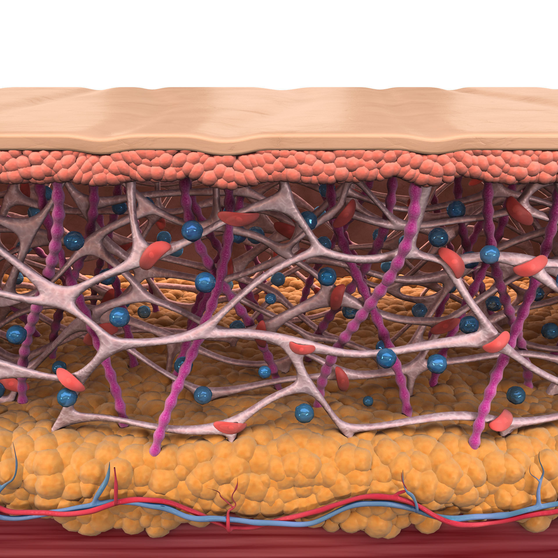 Skin Collagen Cross Section 3D model | CGTrader
