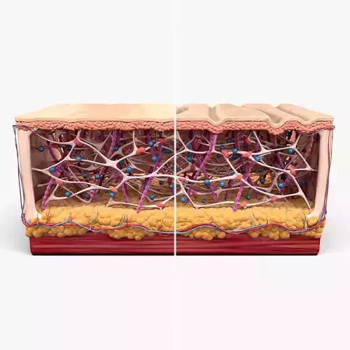 Skin Collagen Cross Section