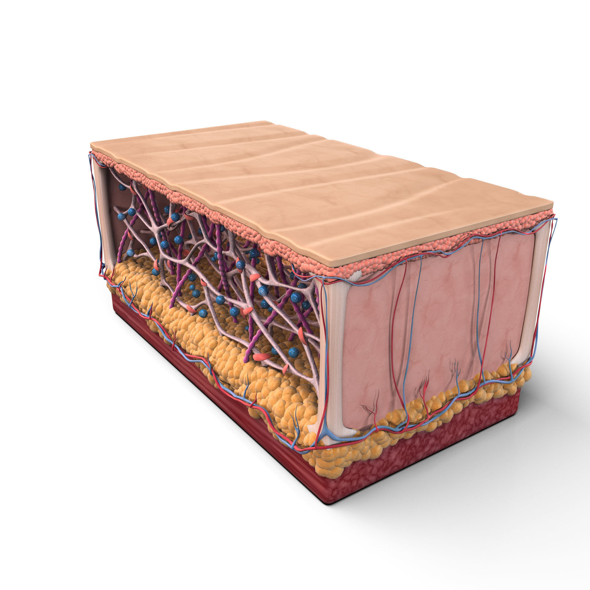 Skin Collagen Cross Section 3D model | CGTrader