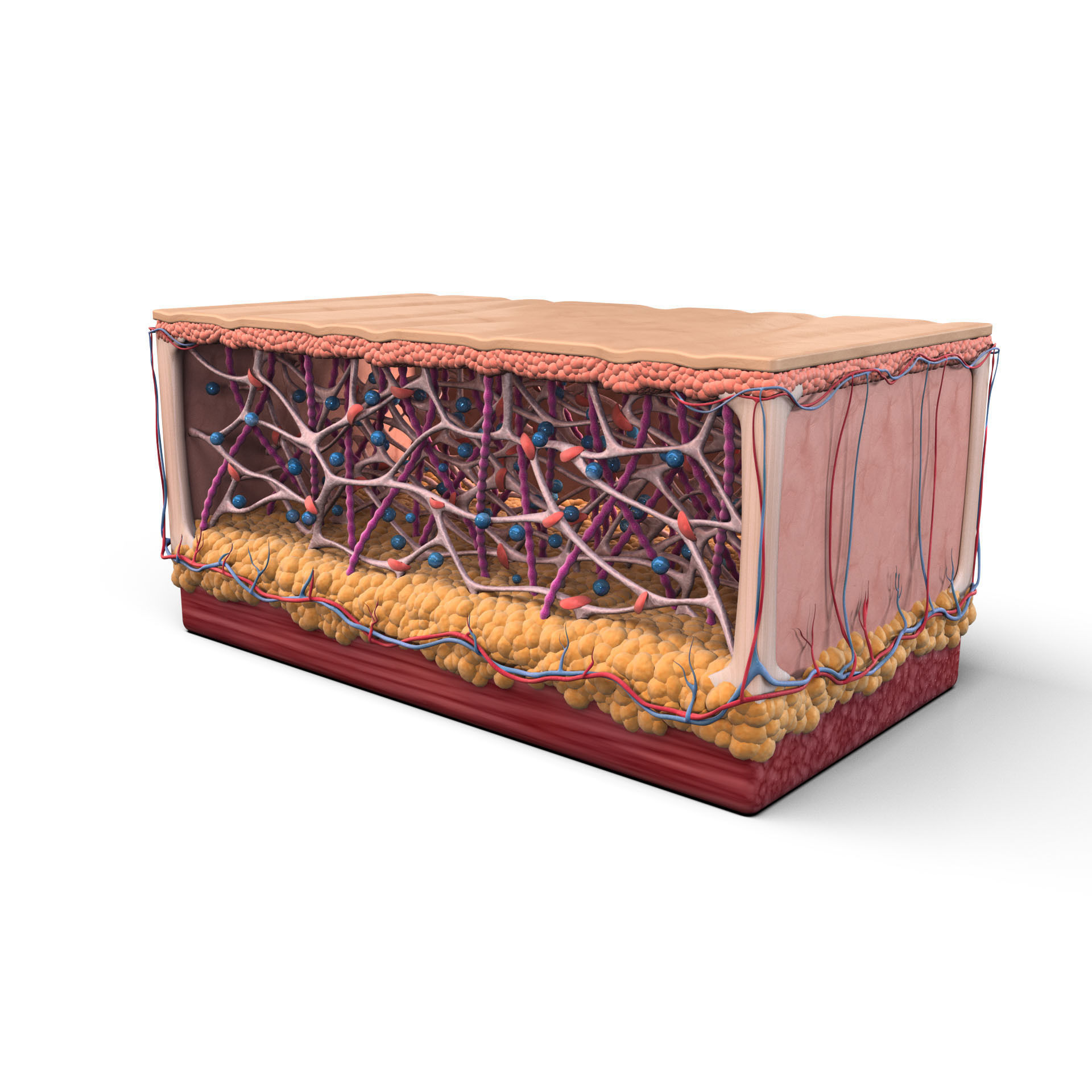 Skin Collagen Cross Section 3D model | CGTrader