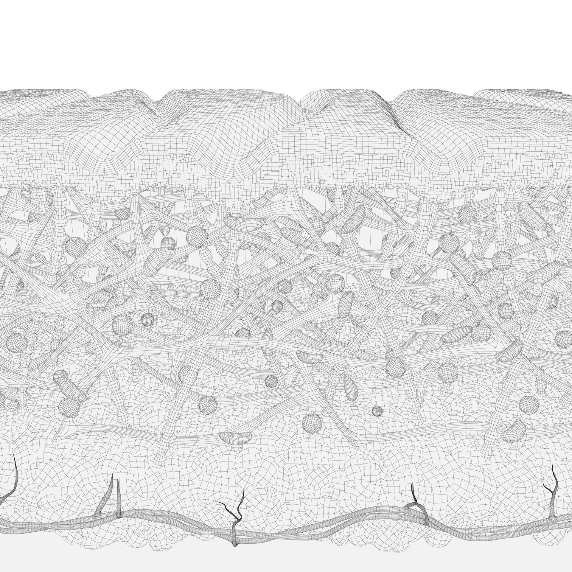 Skin Collagen Cross Section 3D model | CGTrader