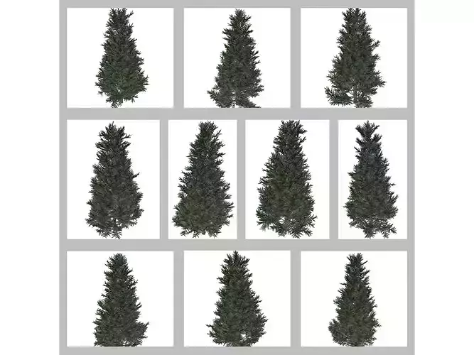 Fraser Fir Trees 3D Model Collection