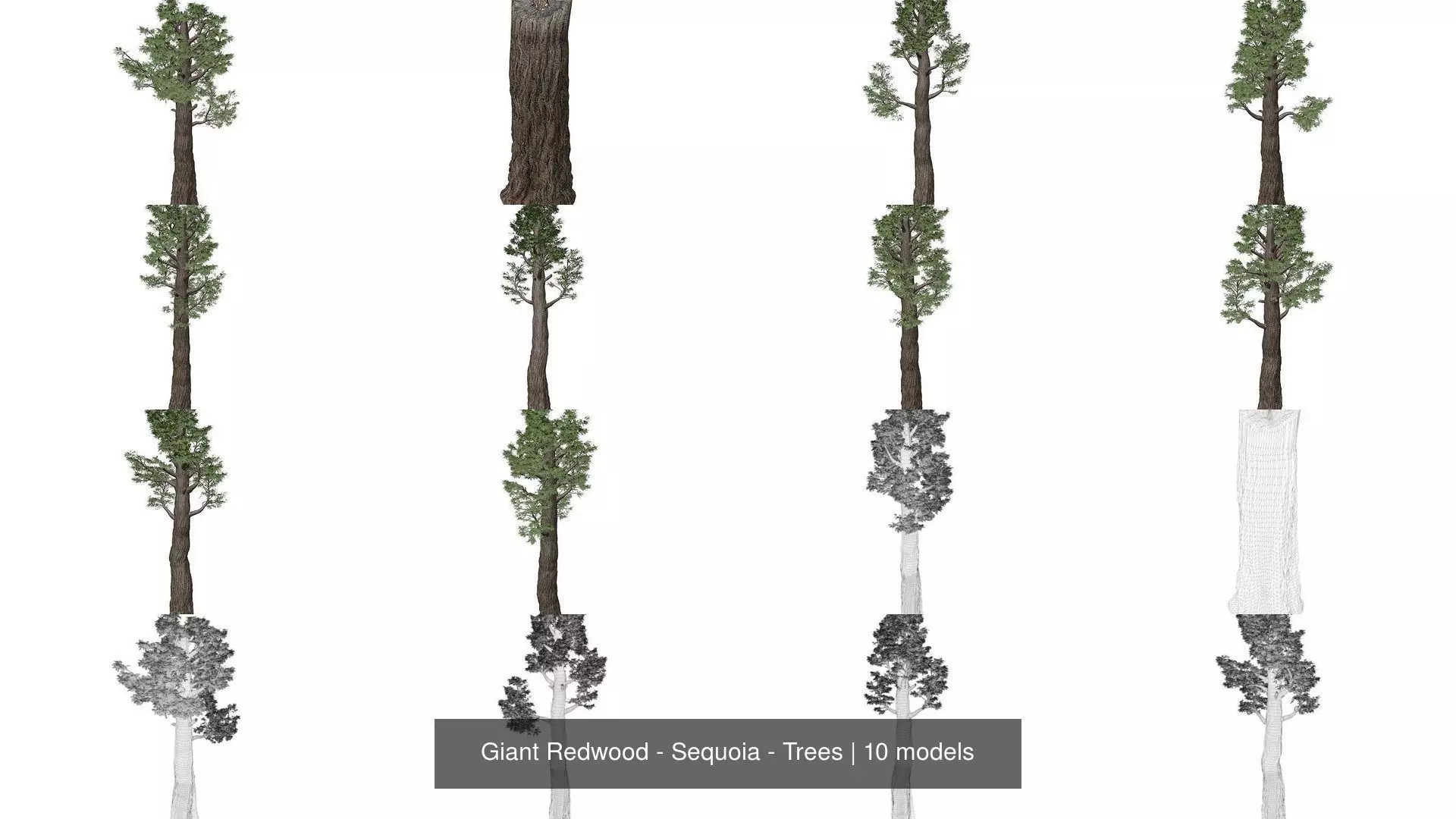 Giant Redwood - Sequoia - Trees 3D Model Collection_1