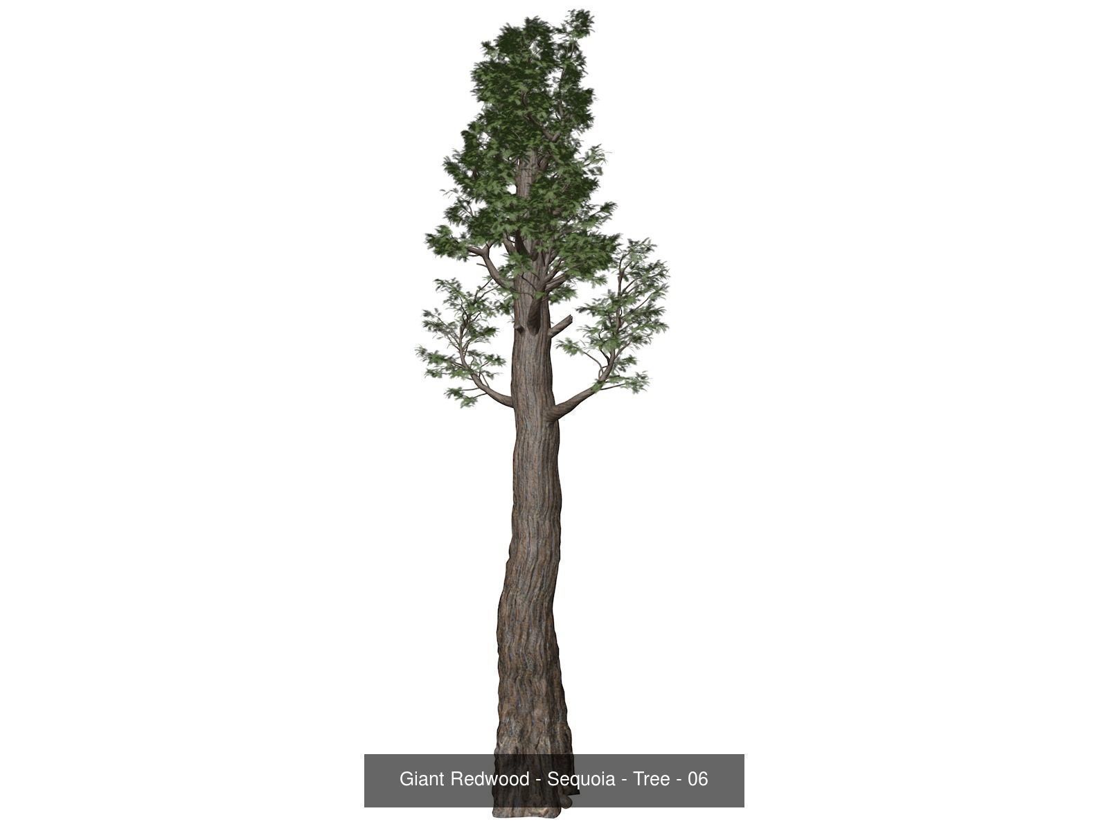 Giant Redwood - Sequoia - Trees 3D Model Collection_7