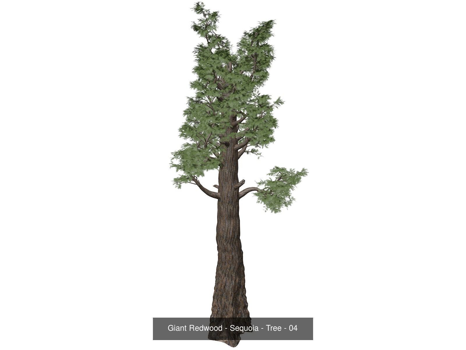 Giant Redwood - Sequoia - Trees 3D Model Collection_5