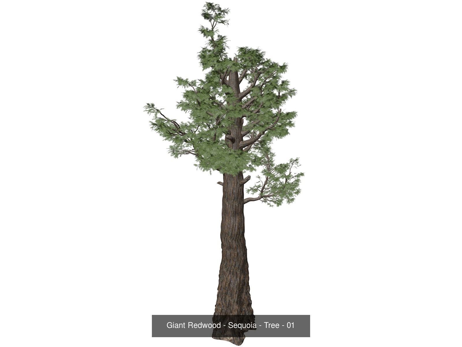 Giant Redwood - Sequoia - Trees 3D Model Collection_2