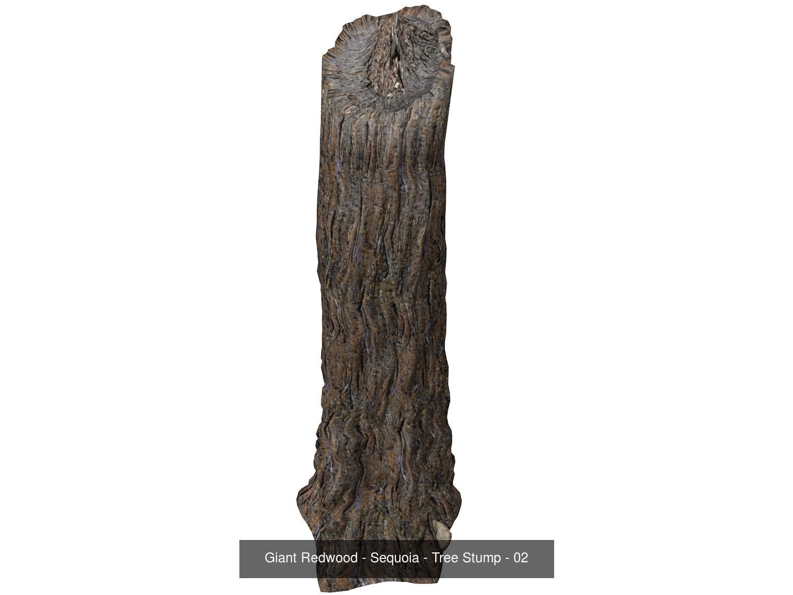Giant Redwood - Sequoia - Trees 3D Model Collection_3