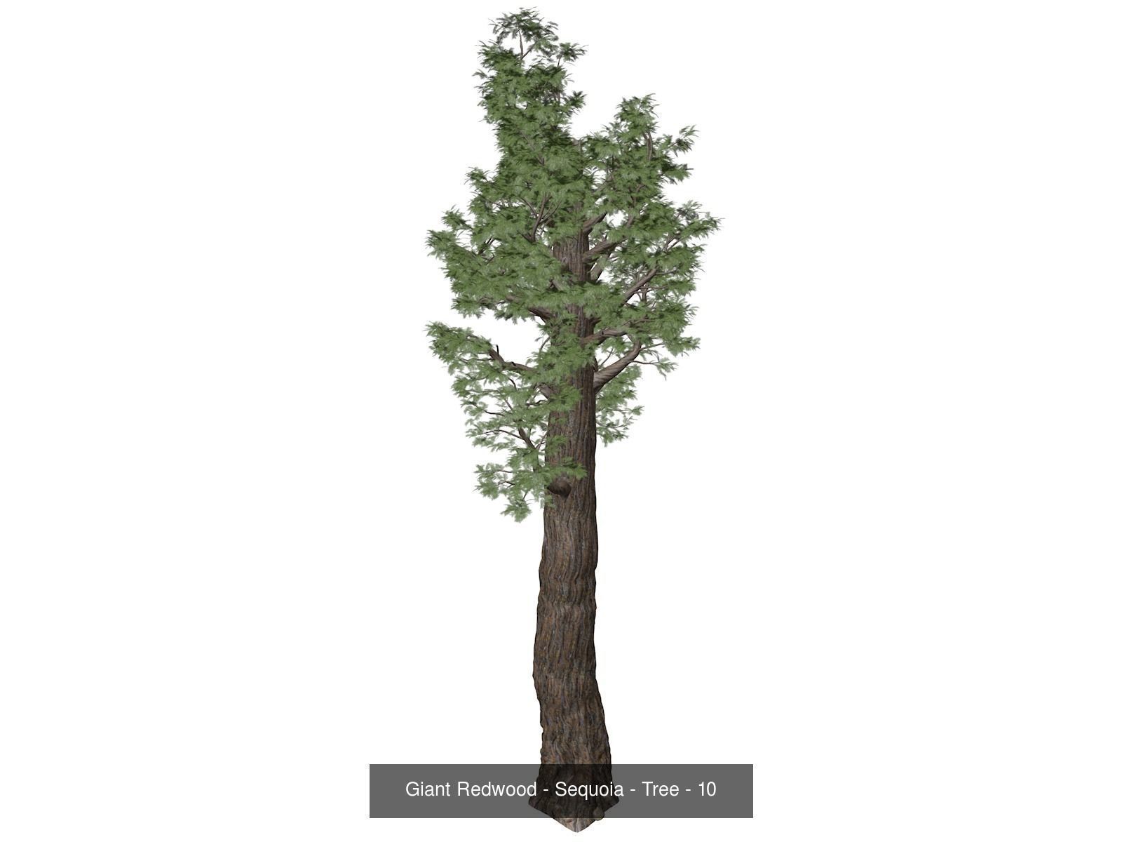 Giant Redwood - Sequoia - Trees 3D Model Collection_11