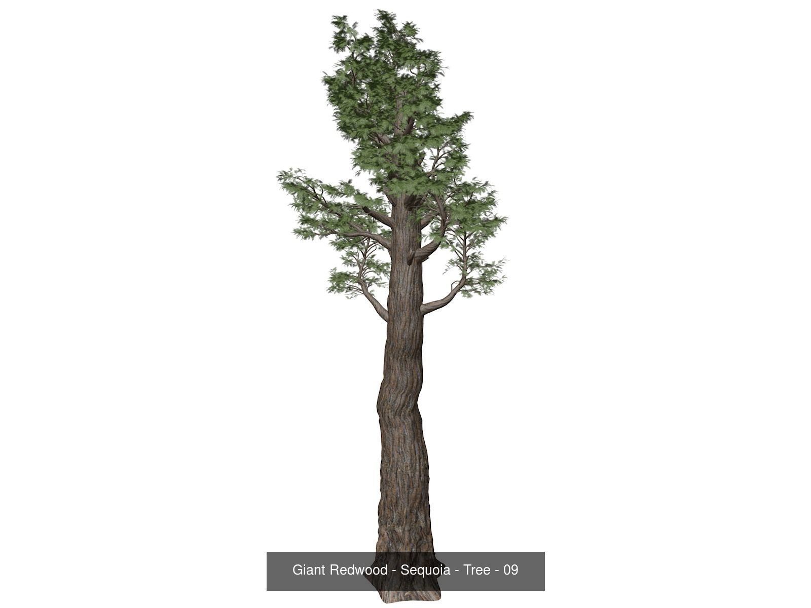Giant Redwood - Sequoia - Trees 3D Model Collection_10