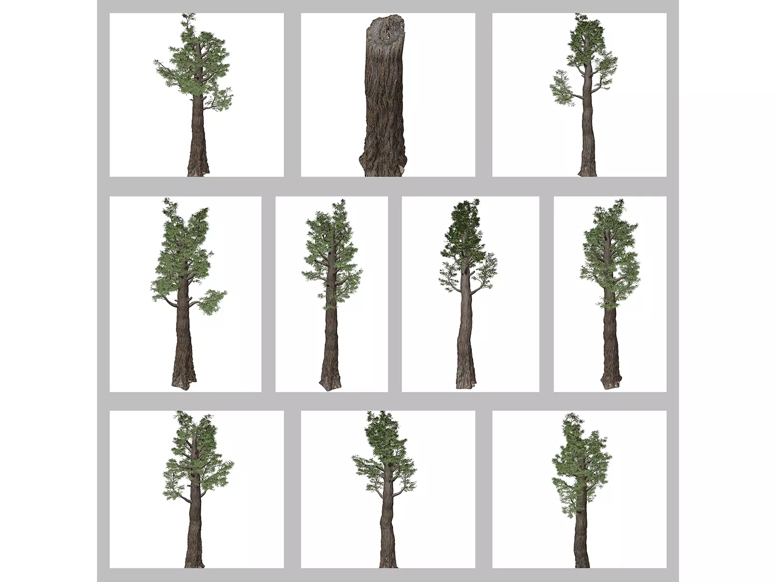 Giant Redwood - Sequoia - Trees 3D Model Collection_0