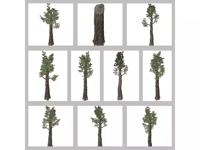 Giant Redwood - Sequoia - Trees 3D Model Collection