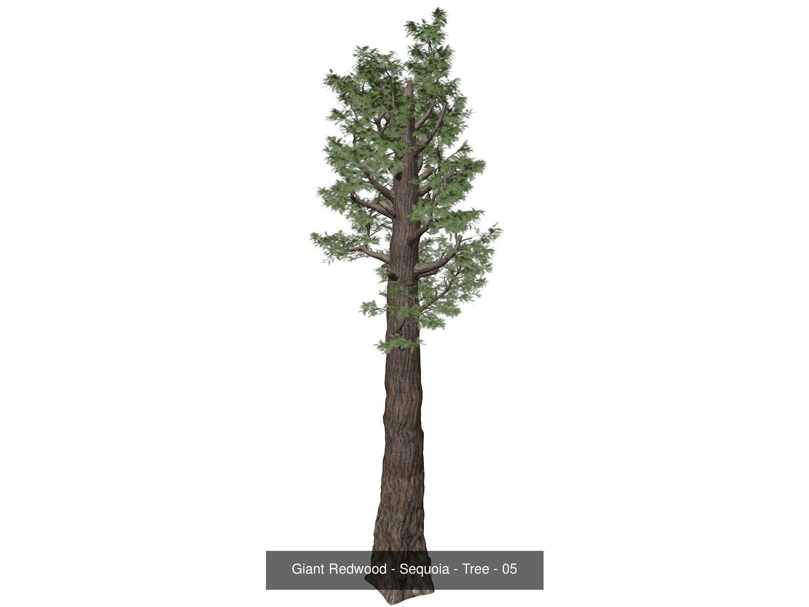 Giant Redwood - Sequoia - Trees 3D Model Collection_6
