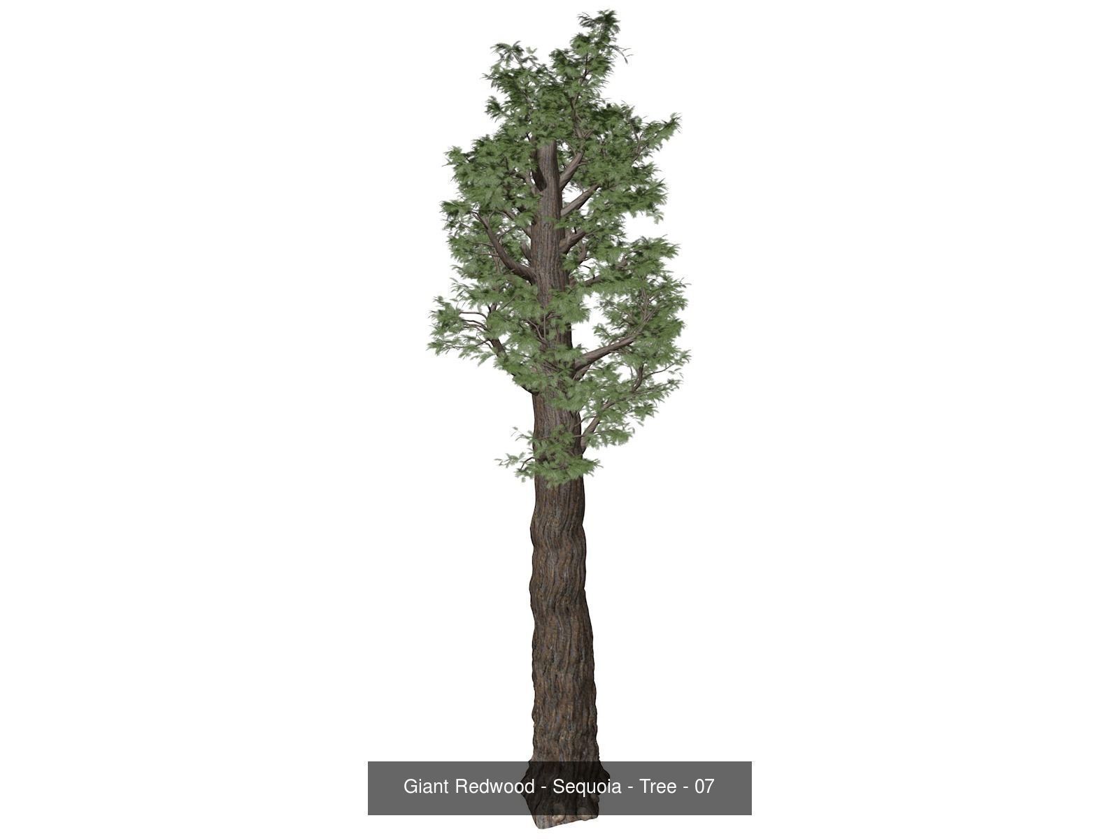 Giant Redwood - Sequoia - Trees 3D Model Collection_8
