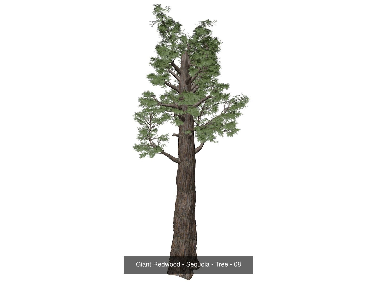 Giant Redwood - Sequoia - Trees 3D Model Collection_9