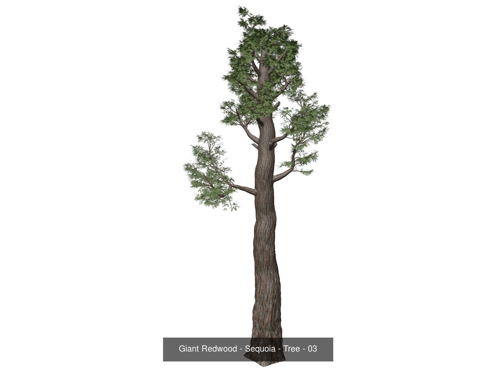 Giant Redwood - Sequoia - Trees 3D Model Collection_4