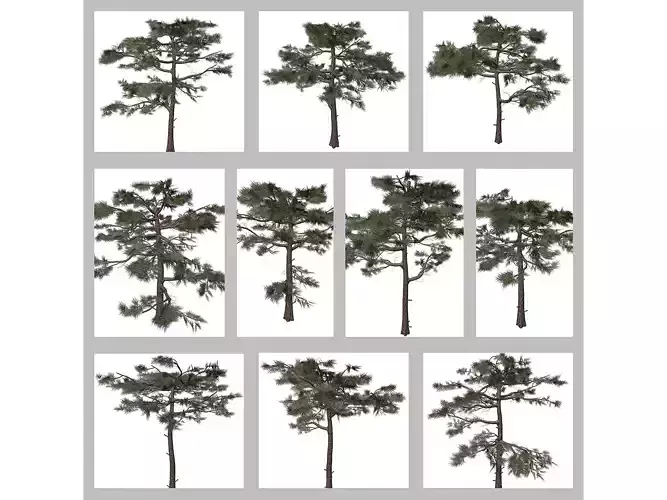 Huangshan Pine Trees