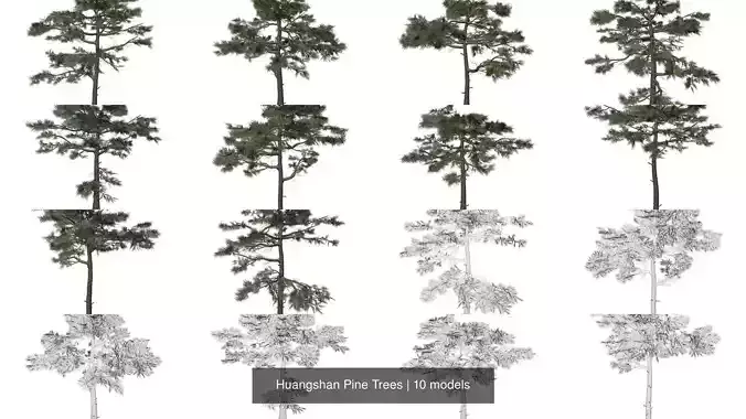 Huangshan Pine Trees