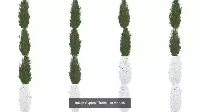 Italian Cypress Trees