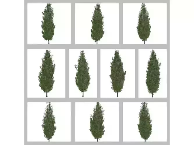 Italian Cypress Trees 3D Model Collection