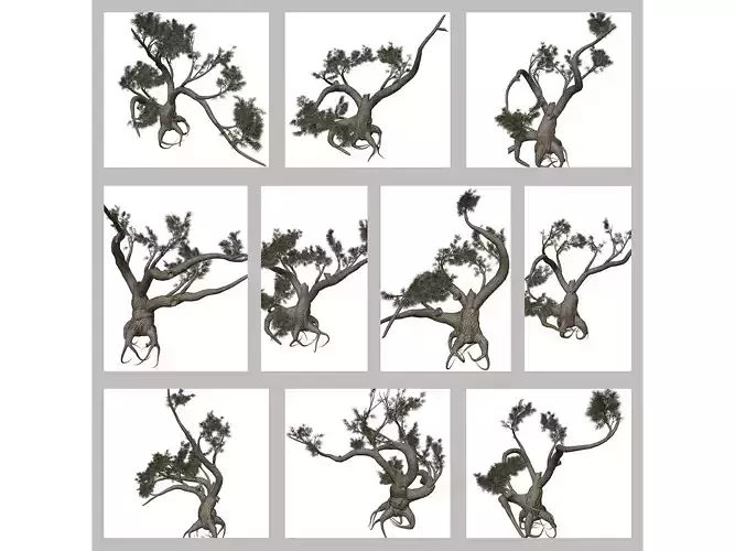 Jeffrey Pine Trees 3D Model Collection