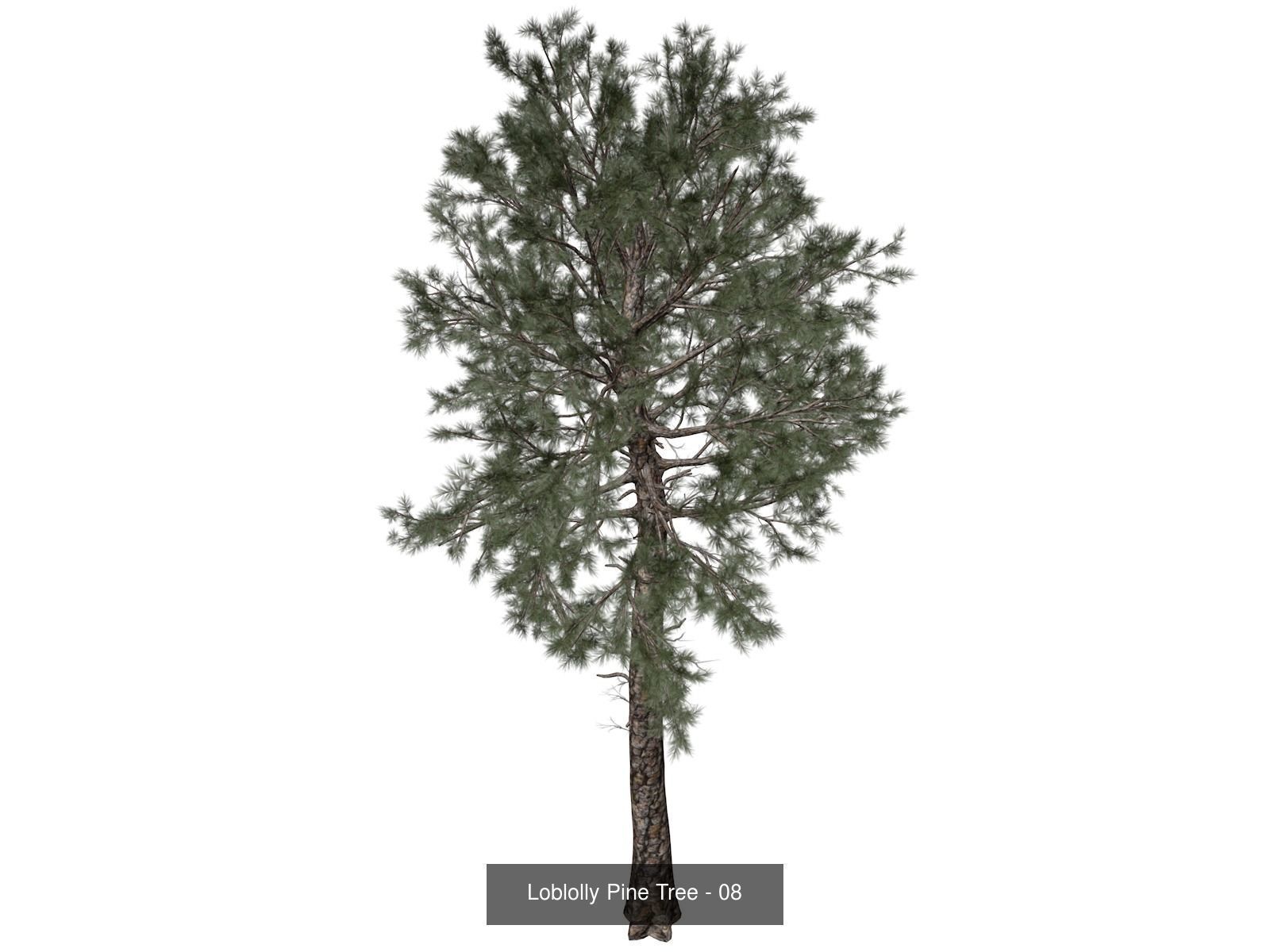 Loblolly Pine Trees 3D Model Collection_9