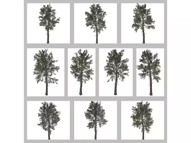 Loblolly Pine Trees 3D Model Collection