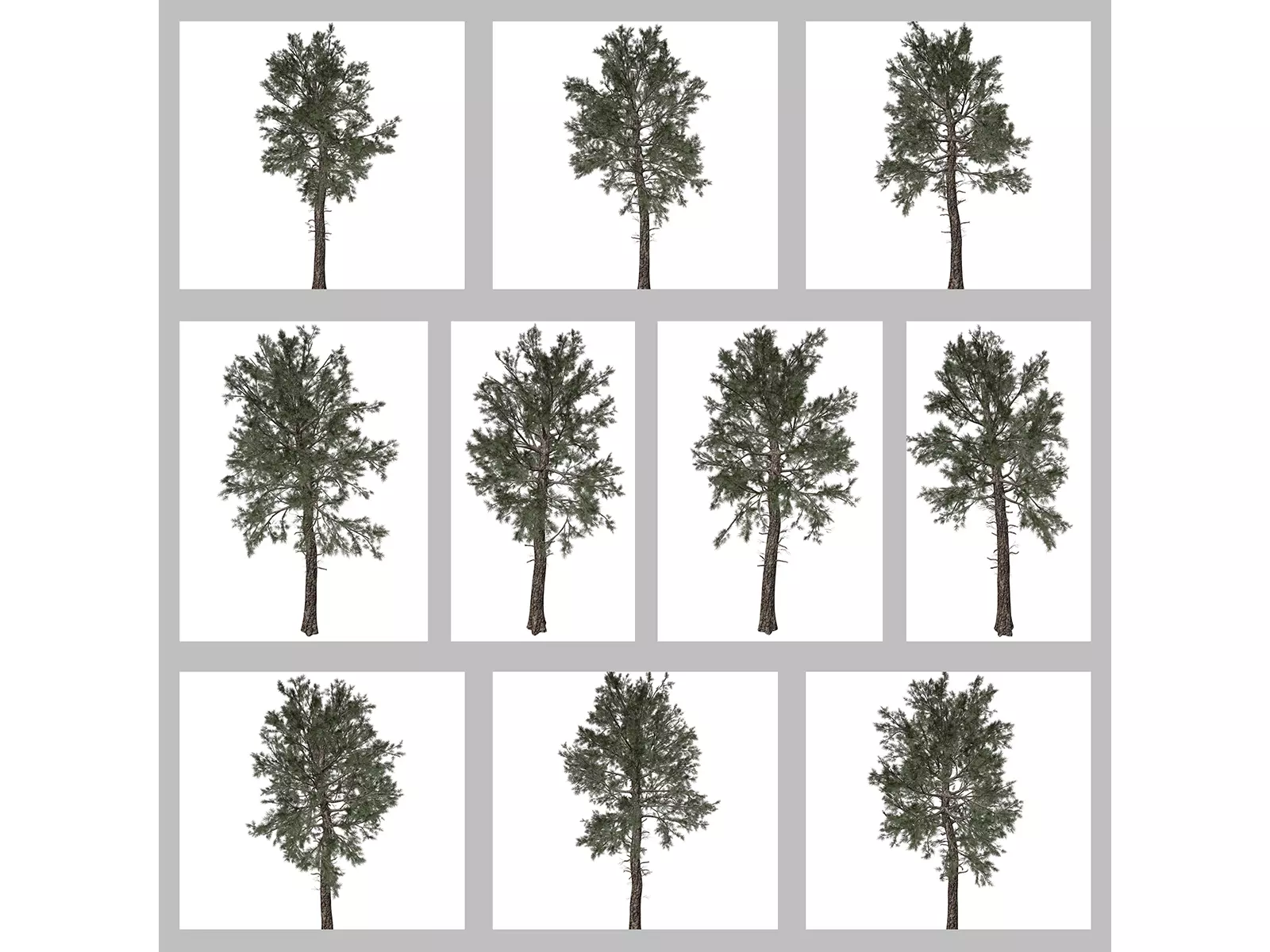 Loblolly Pine Trees 3D Model Collection_0