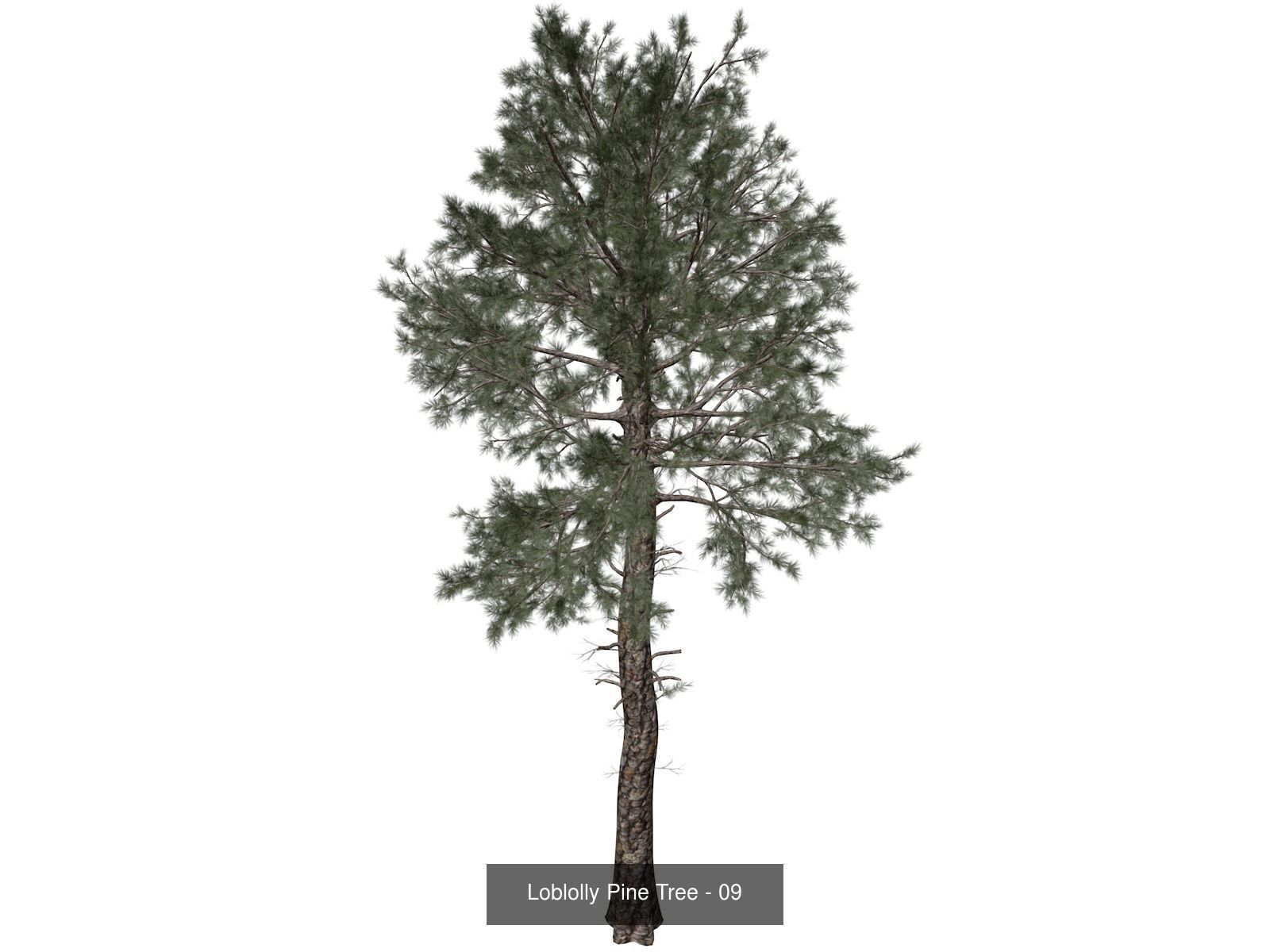Loblolly Pine Trees 3D Model Collection_10