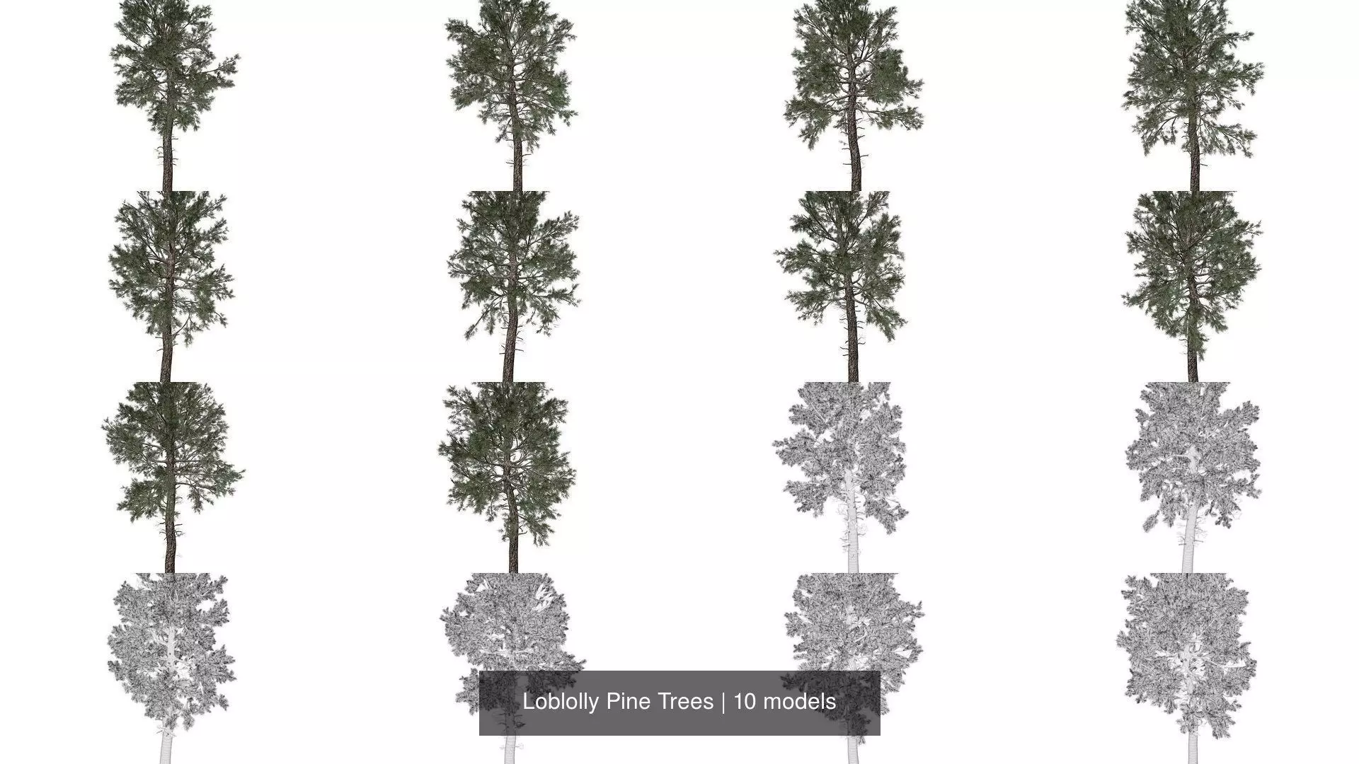 Loblolly Pine Trees 3D Model Collection_1