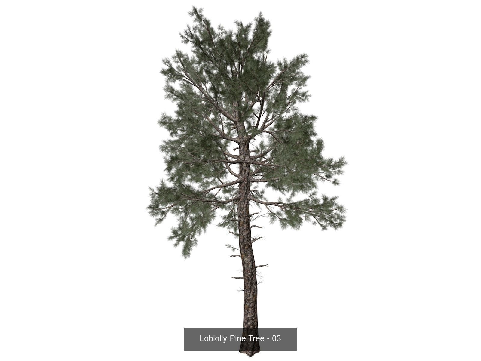 Loblolly Pine Trees 3D Model Collection_4