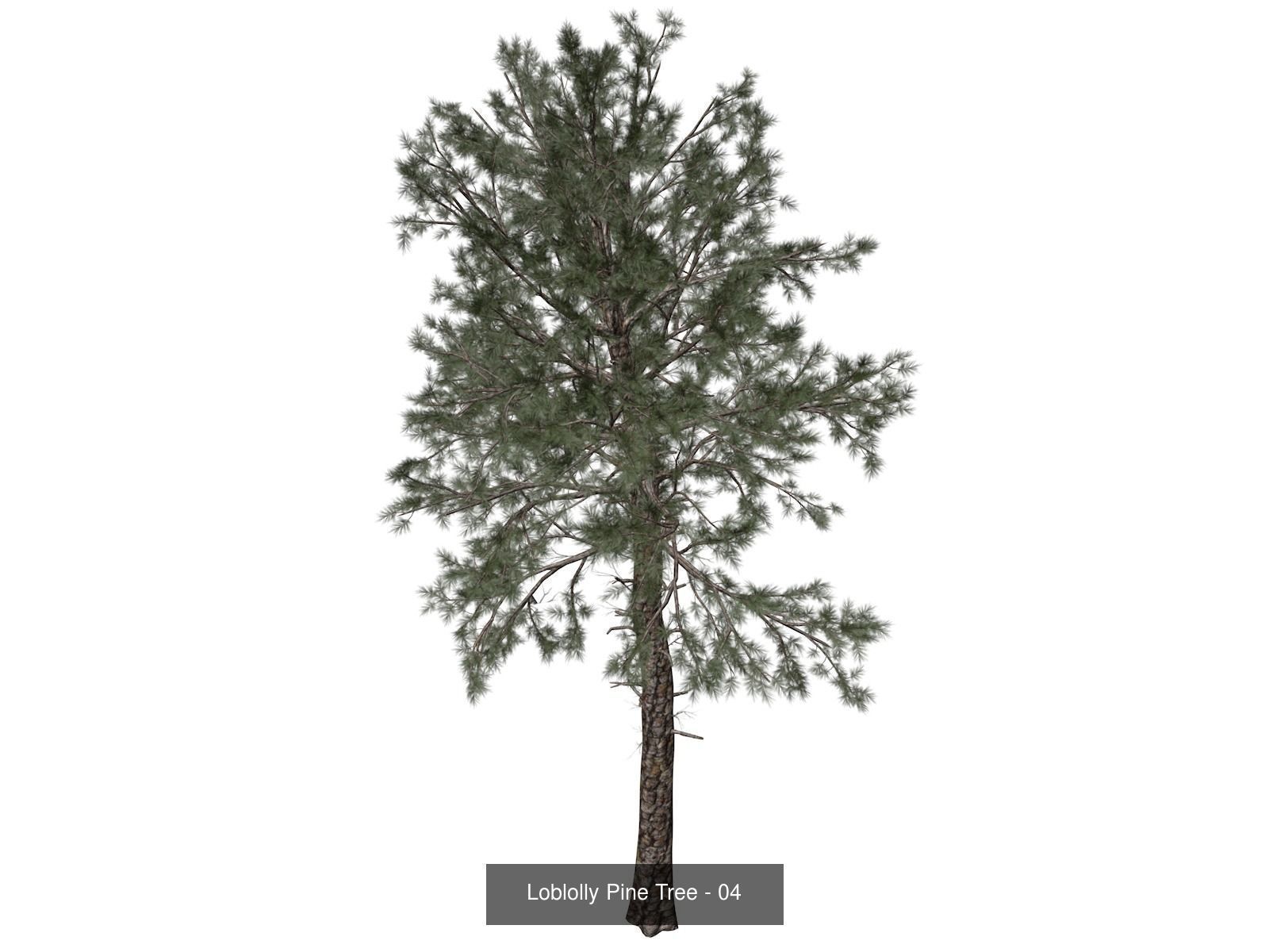 Loblolly Pine Trees 3D Model Collection_5