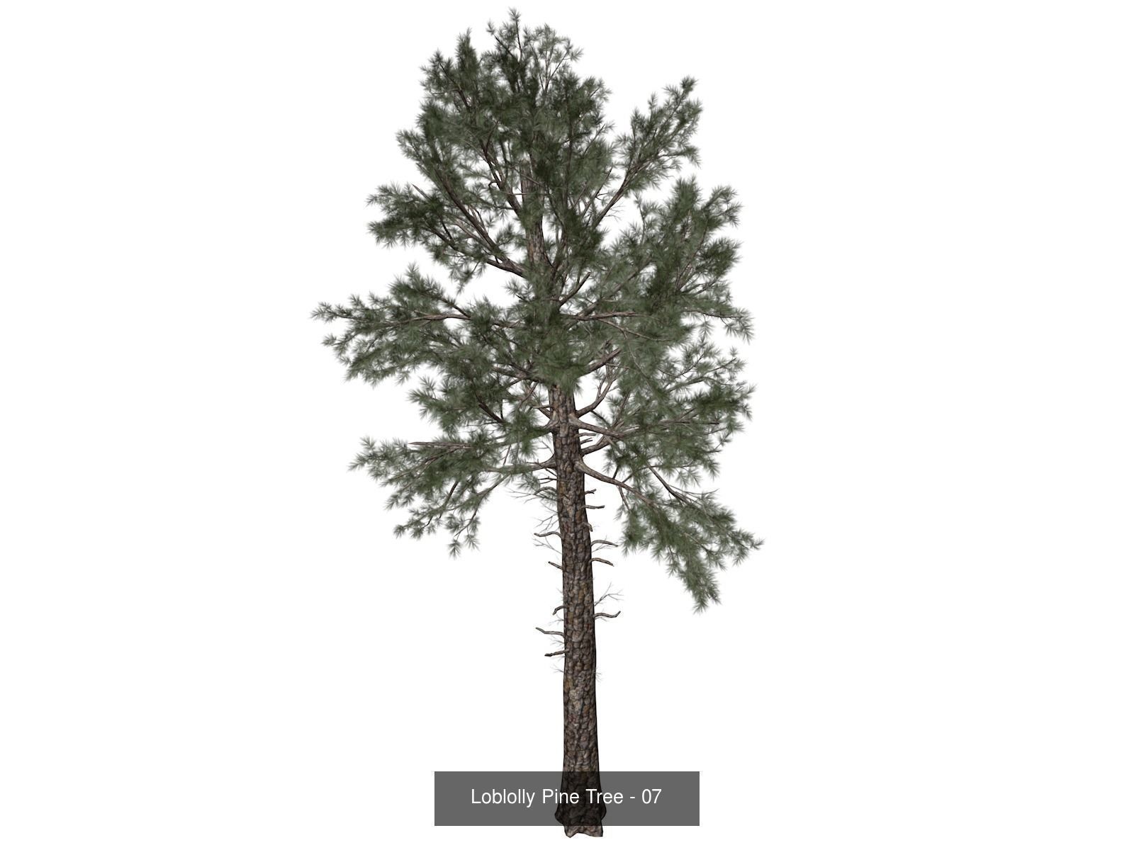 Loblolly Pine Trees 3D Model Collection_8