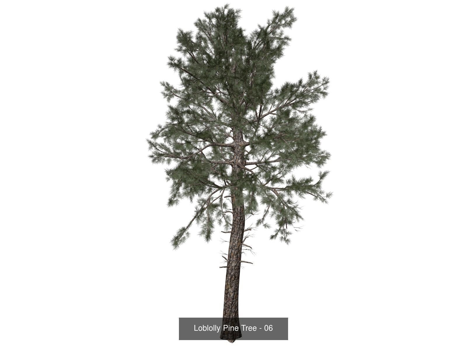 Loblolly Pine Trees 3D Model Collection_7