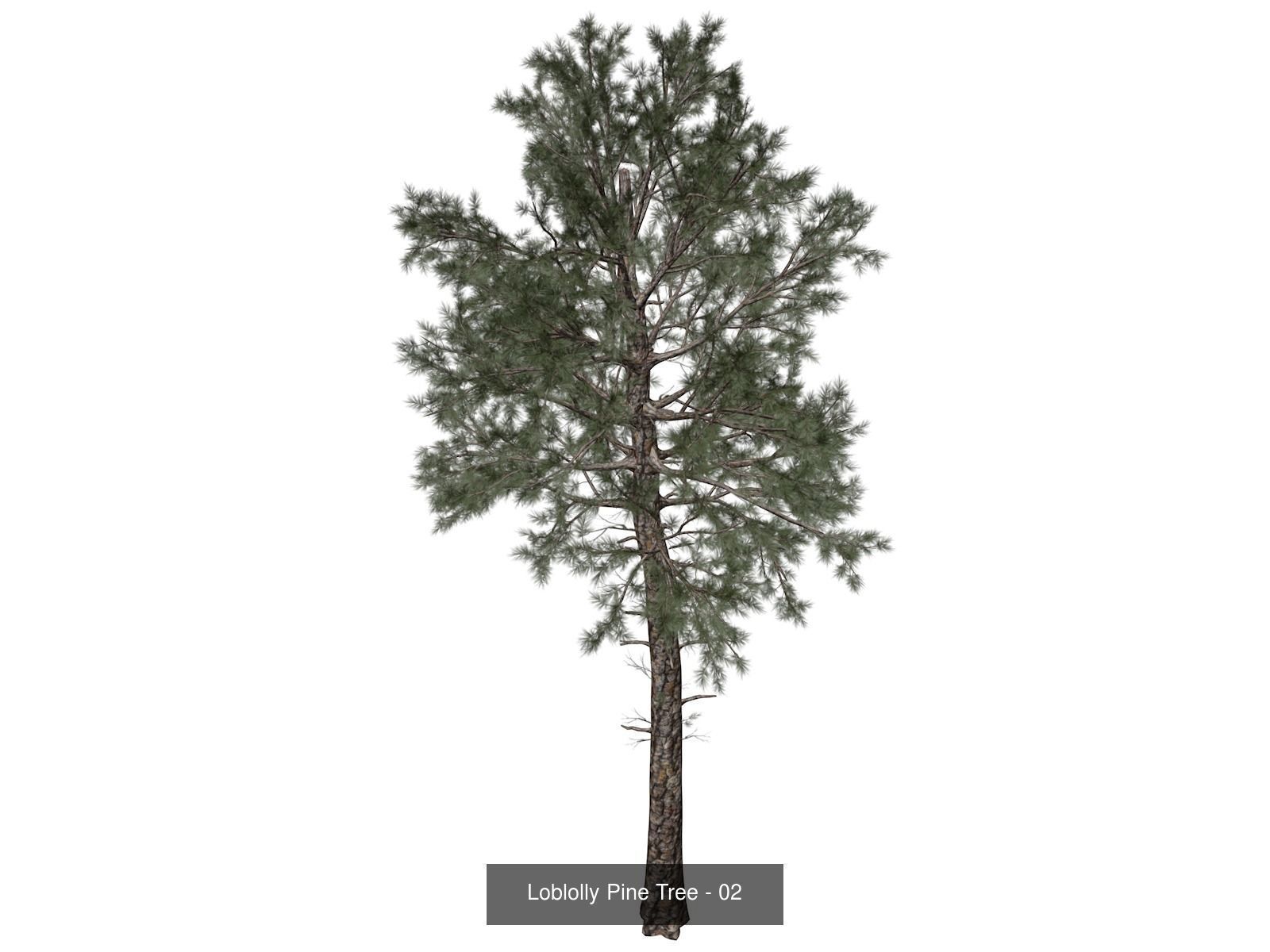 Loblolly Pine Trees 3D Model Collection_3
