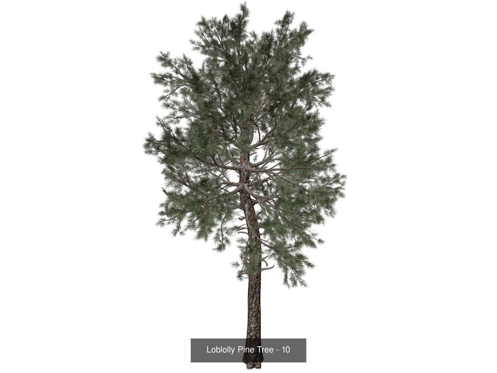 Loblolly Pine Trees 3D Model Collection_11