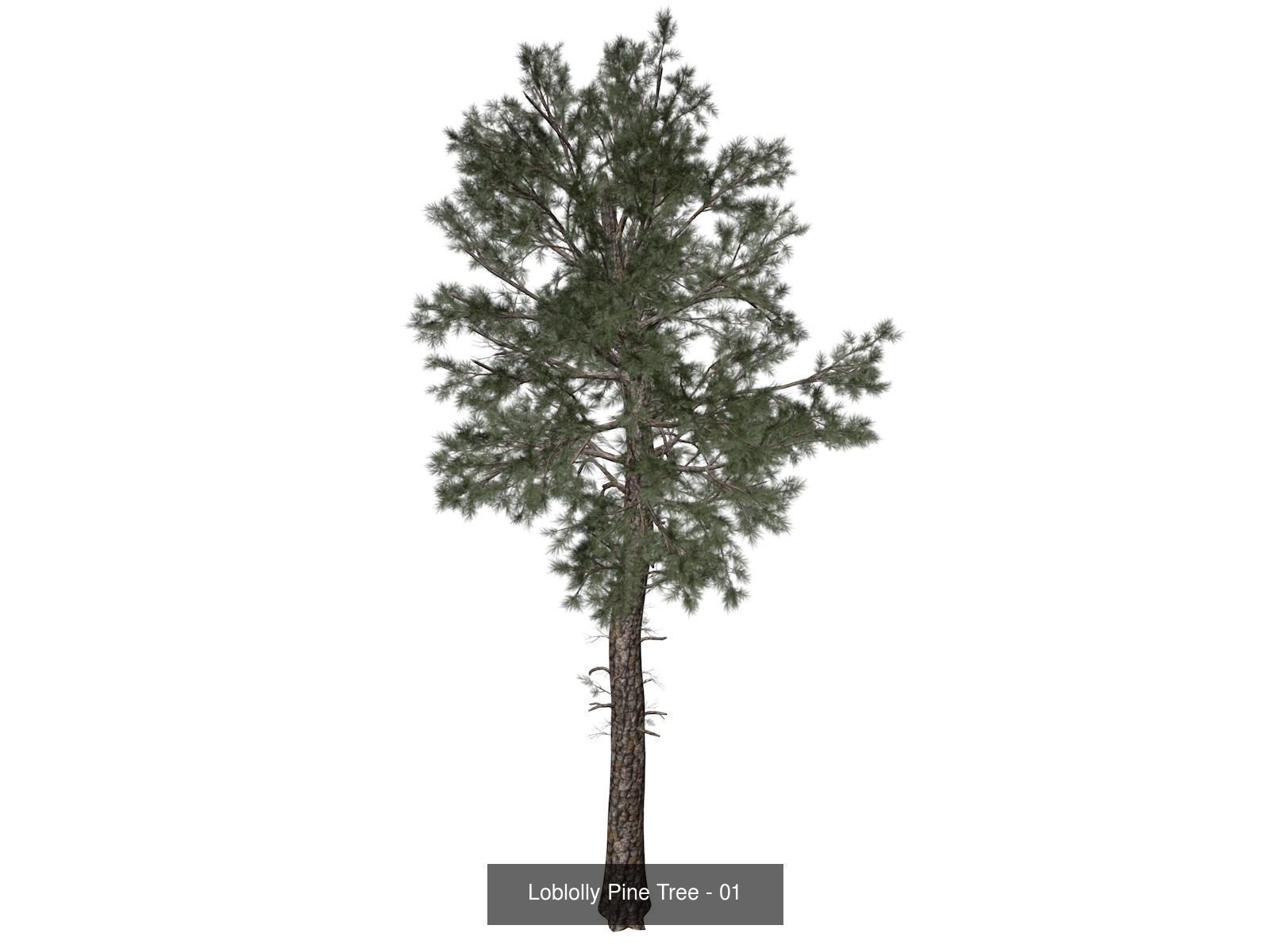 Loblolly Pine Trees 3D Model Collection_2