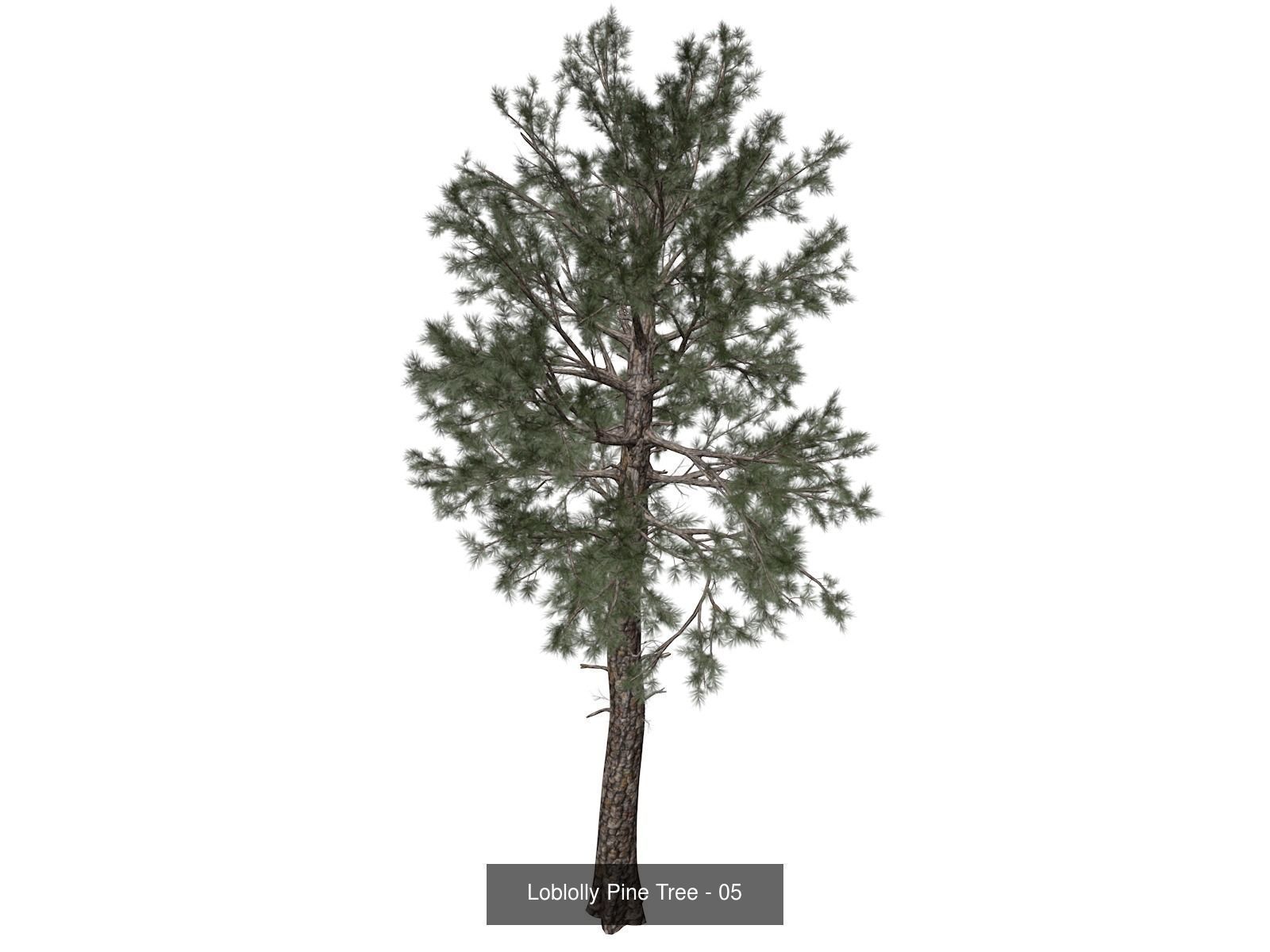 Loblolly Pine Trees 3D Model Collection_6