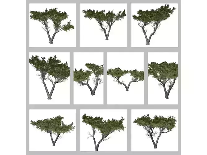 Monterey Cypress Trees 3D Model Collection