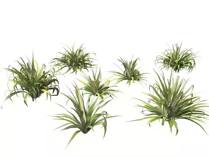 Astelia chathamica - Maori flax 